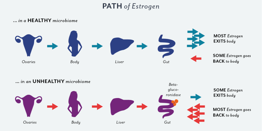 Balance your Estrobolome Understanding the GutHormone Connection